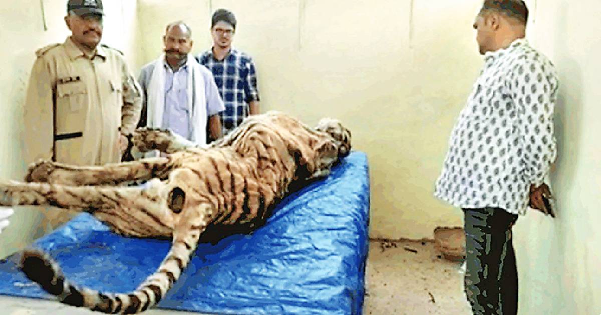 Tiger T-34 found dead in Ranthambore, injury marks seen on neck and legs